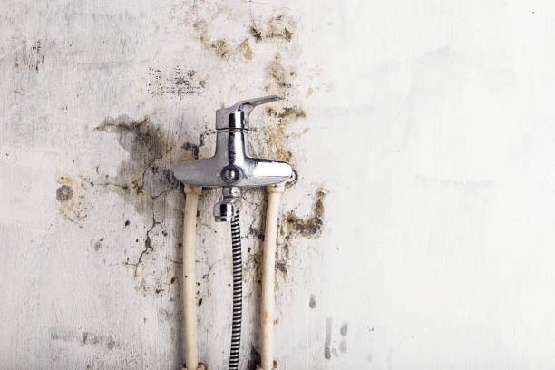 Best Black Mold Removal  in Highland Heights, KY