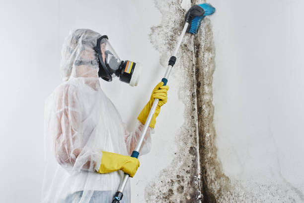 Best Mold Damage Repair  in Highland Heights, KY