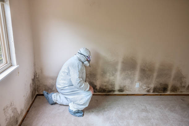 Best Toxic Mold Removal  in Highland Heights, KY