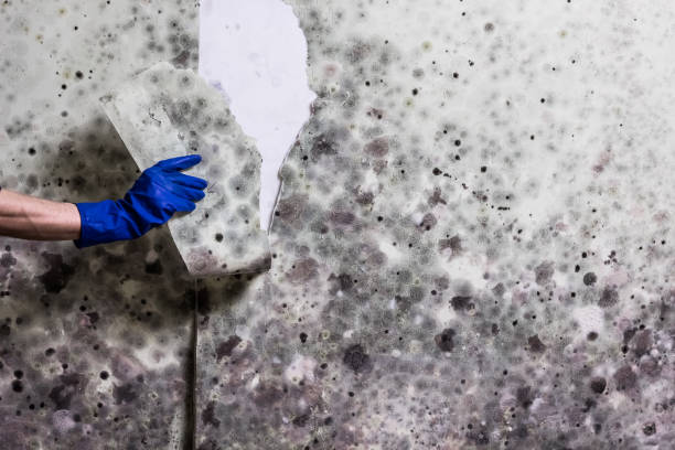 Best Mold Removal Company Near Me  in Highland Heights, KY